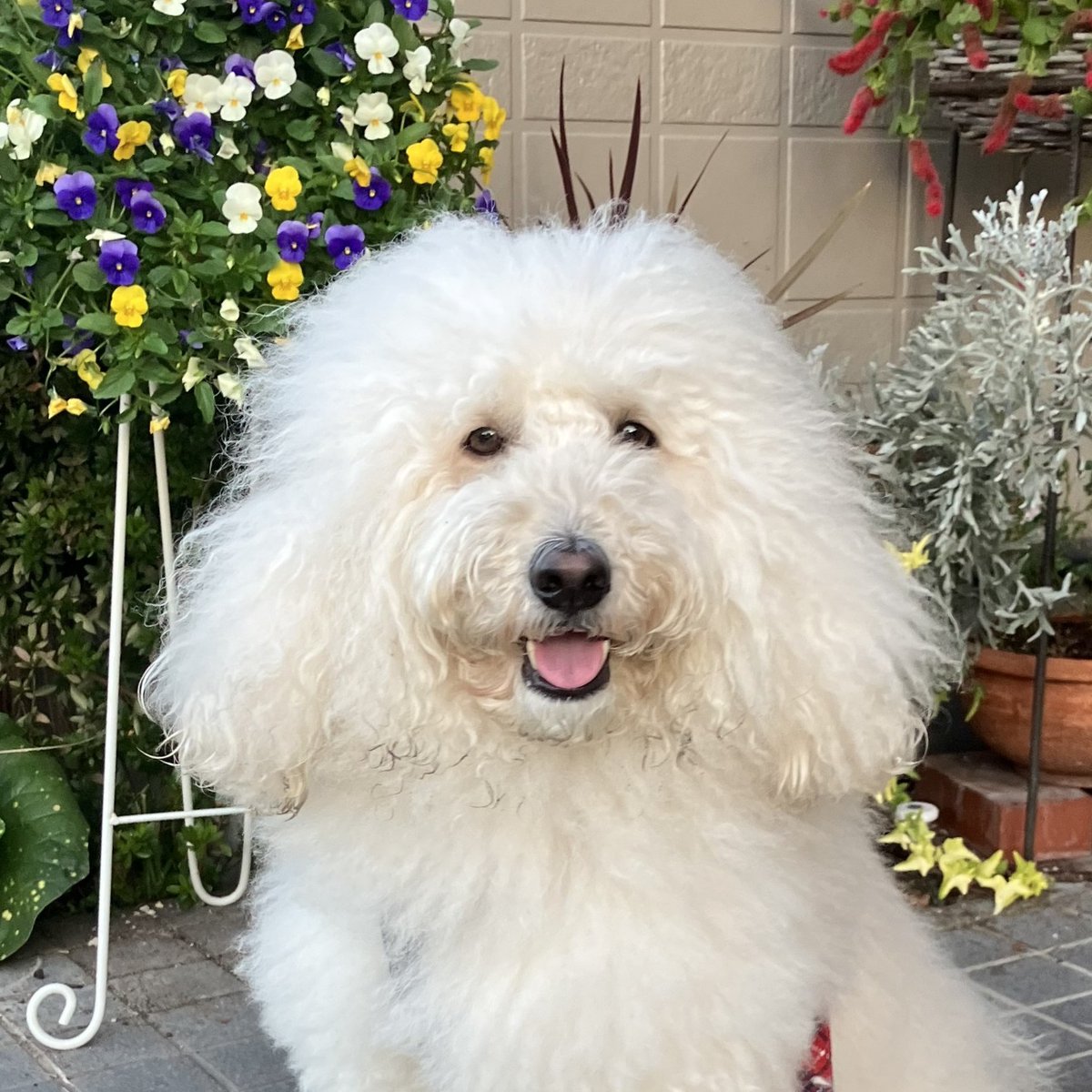 『おはようワン』