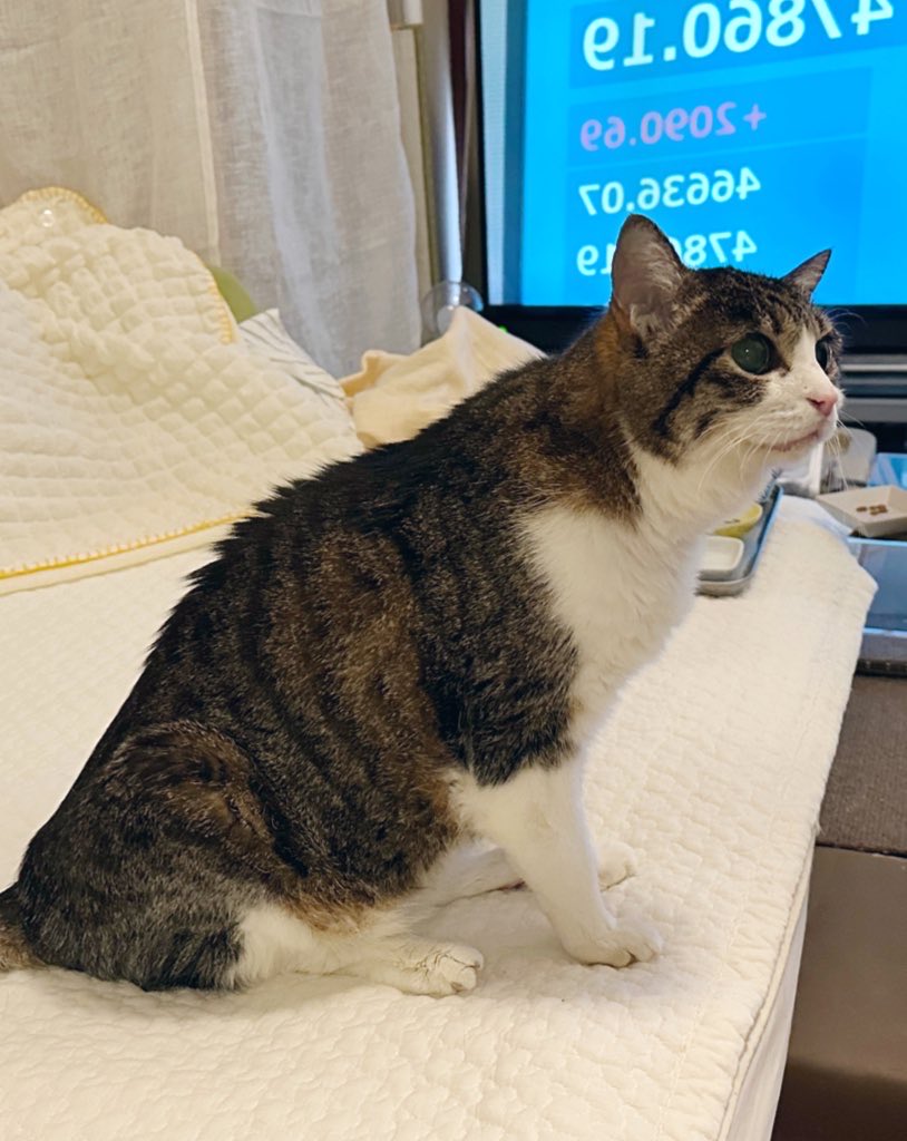 みんちゃんキリッと綺麗なアールの猫背だねぇ🥰ハイシニアになるとねこの猫背が緩やかになる！ピチピチネコチャンのまあるい猫背もハイシニアのなだらかな猫背もどっちも愛おしい！！