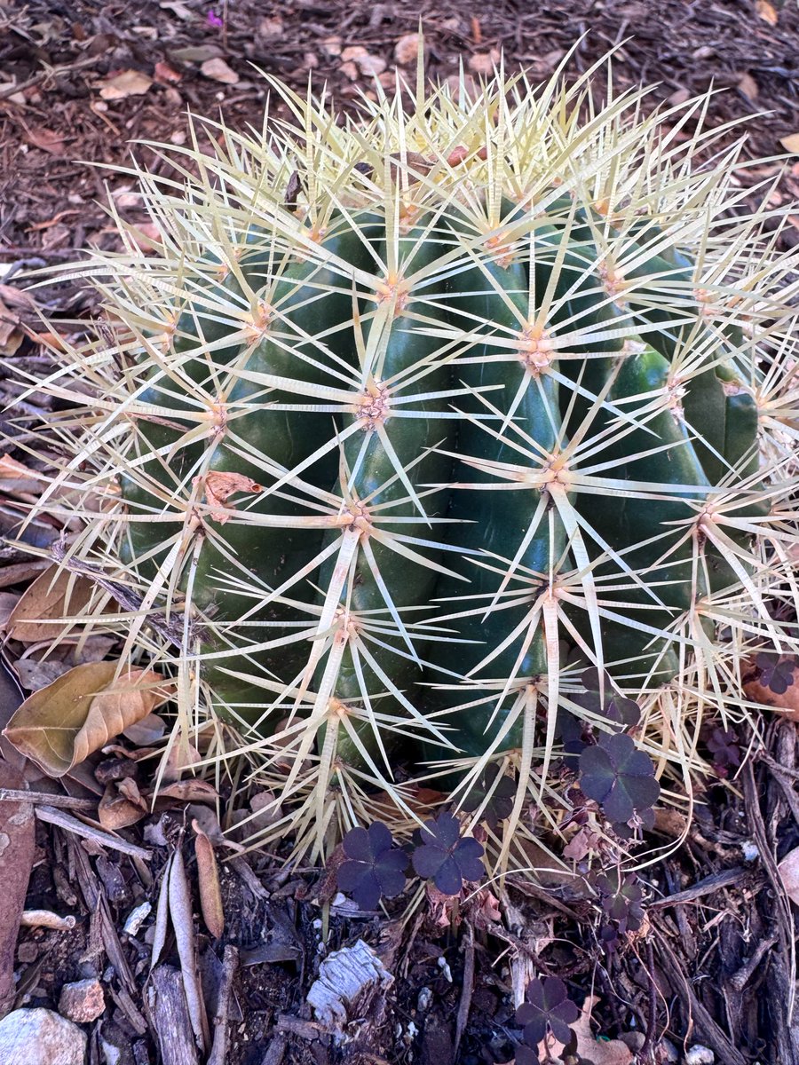 So grateful to the <a href="/TexasTribune/">Texas Tribune</a> team for their hospitality this week. Can’t wait to bring more live journalism and IRL-newsmaking back to Indianapolis in 2026.