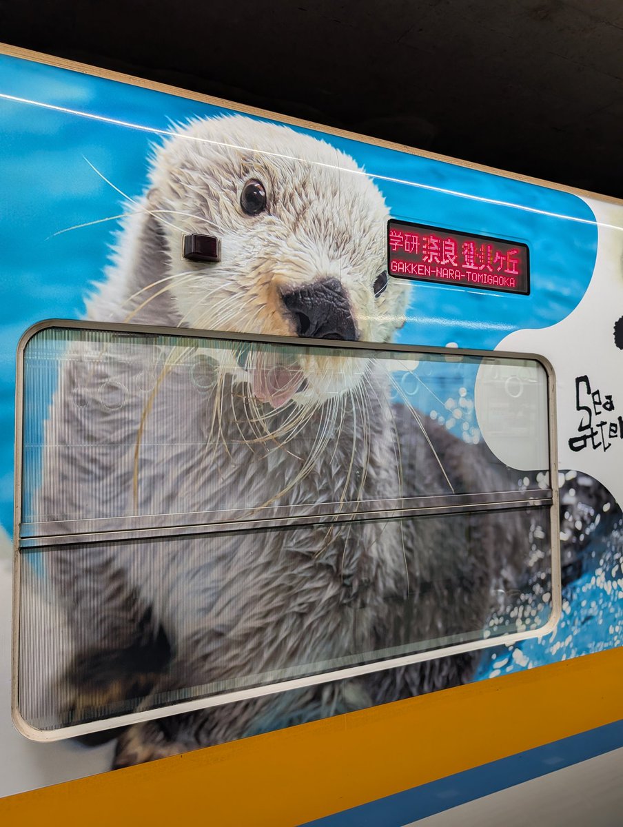 🦦ꕀ🦦ꕀラッコラッピング(🦦)