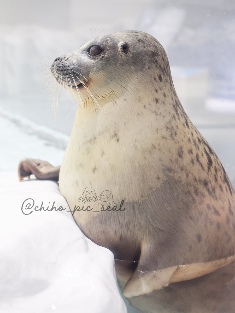chiho_pic_seal's tweet image. ワモンアザラシのアラレちゃん♡
🦭Ringed seal / Arare
📆2025年撮影
📍 海遊館 Osaka Aquarium Kaiyukan
#海遊館
#ワモンアザラシ
#アザラシ
#seal