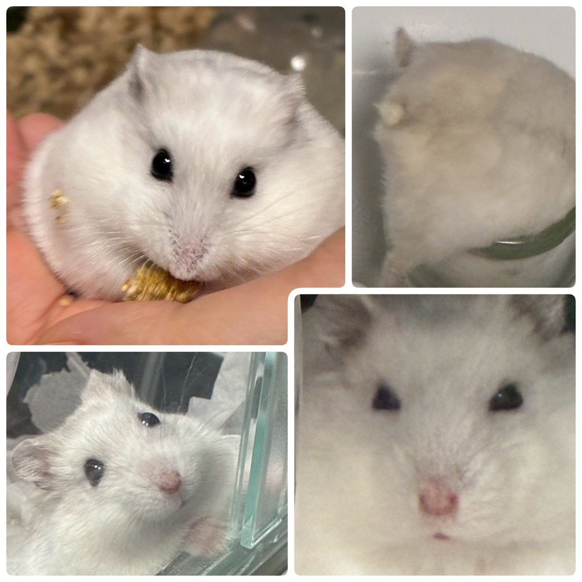 うちに来て1週間🐹 早々に手乗りハムになりました😆 名前を呼ぶと出