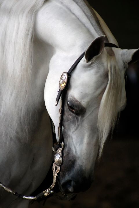 fancycarrie3's tweet photo. Art of the Day! "White Arabian stallion closeup". Buy at: https://t.co/lnnjdjVWRI https://t.co/l6XUndYyTr