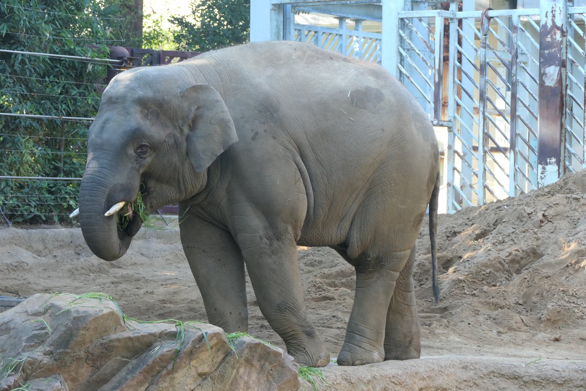 UenoZooGardens's tweet image. おはようございます。
今朝の動物たちの様子をお届けします。

#アジアゾウ
#朝の上野動物園