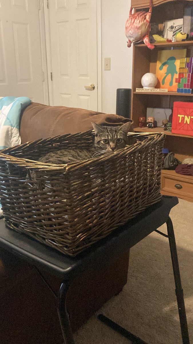 Pepperoncini kept sneaking into my closet to sleep in my dirty laundry basket, so I cleaned it out, put a soft blanket in it for her, and put it on her other favorite spot to sit.
She seems really pleased about it &amp; has been sitting in the basket all day!