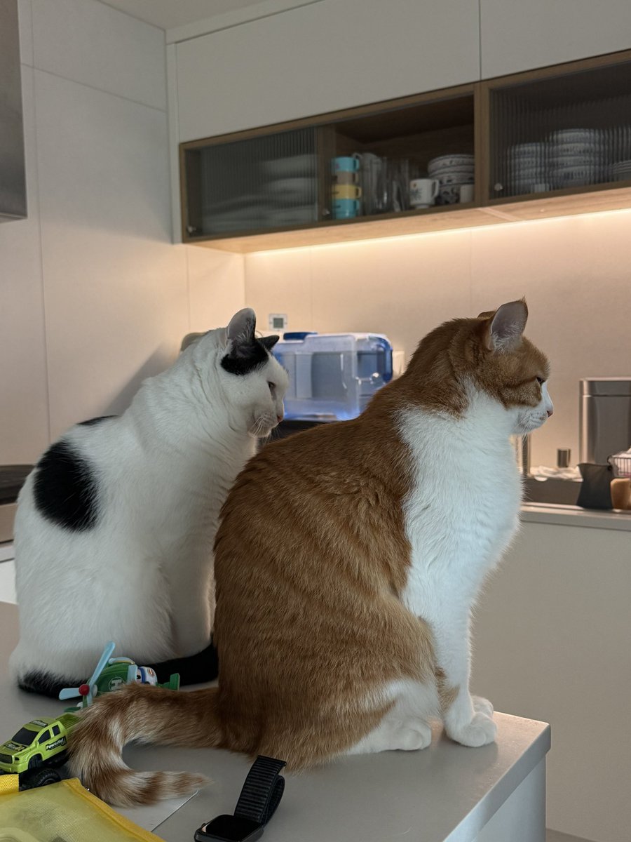 with_mgrk's tweet image. 밥 달라고 가자미눈으로 보기