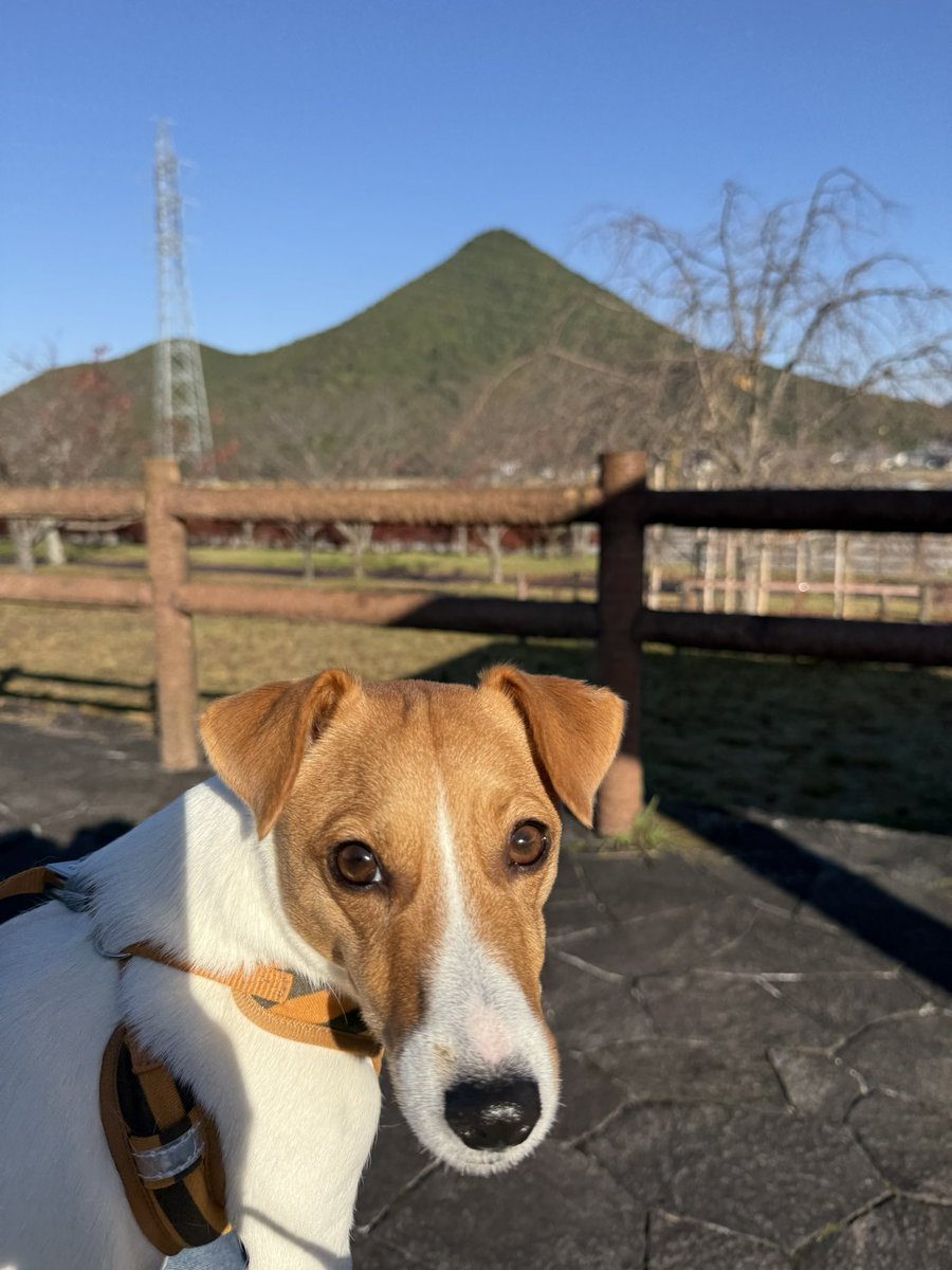 _root_beer's tweet image. ワンコと暮らしてると誕生日って結構気にするんだ。愛犬を一度でも失った事がある人ならきっと平均寿命から年齢を引いてすぐ余命を考えちゃう。別れの日までのカウントダウン。
だから一緒の時間を大切にするんだ。
今日2歳の誕生日