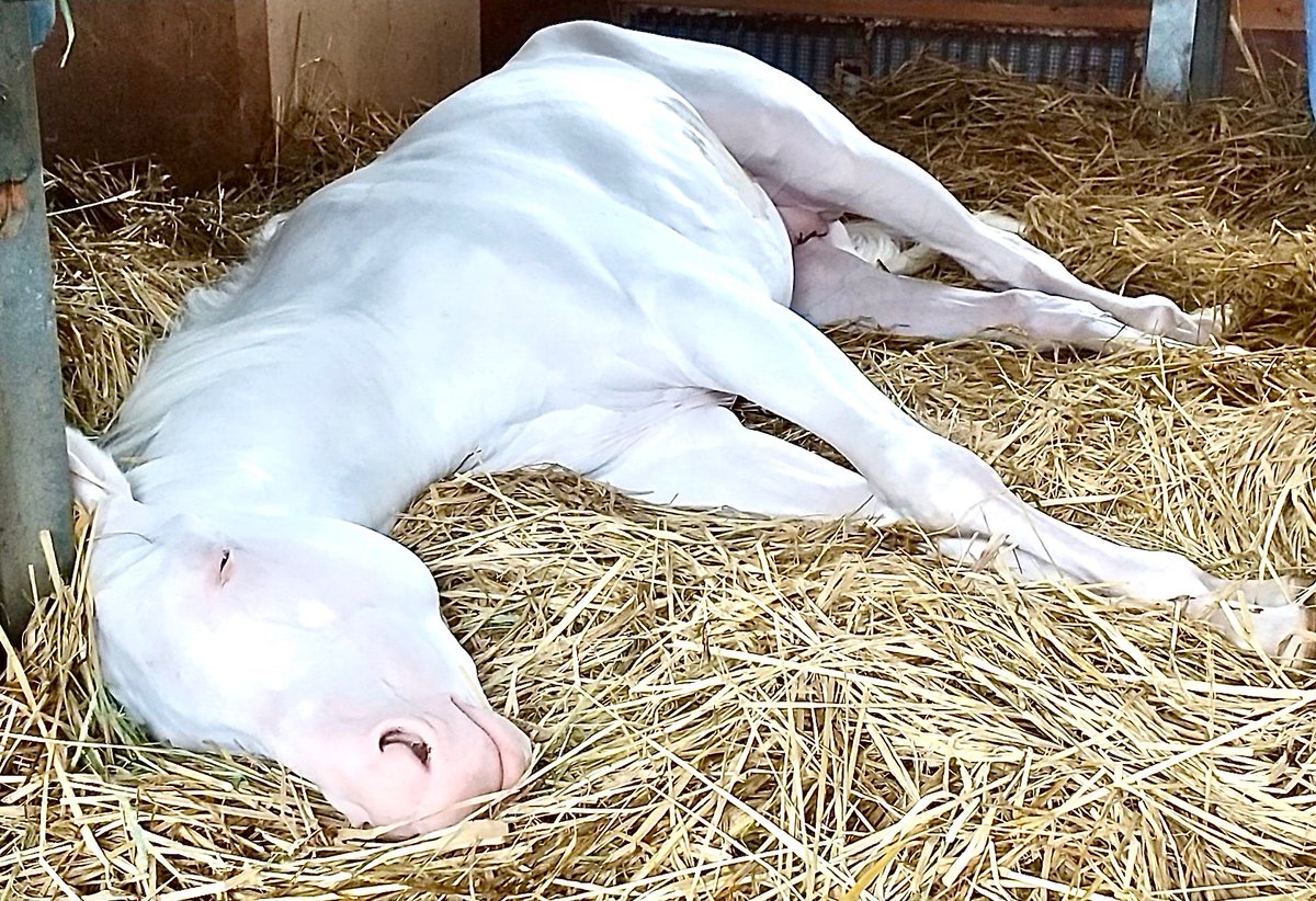 Ponちゃん (@pon_vf) / Posts / X