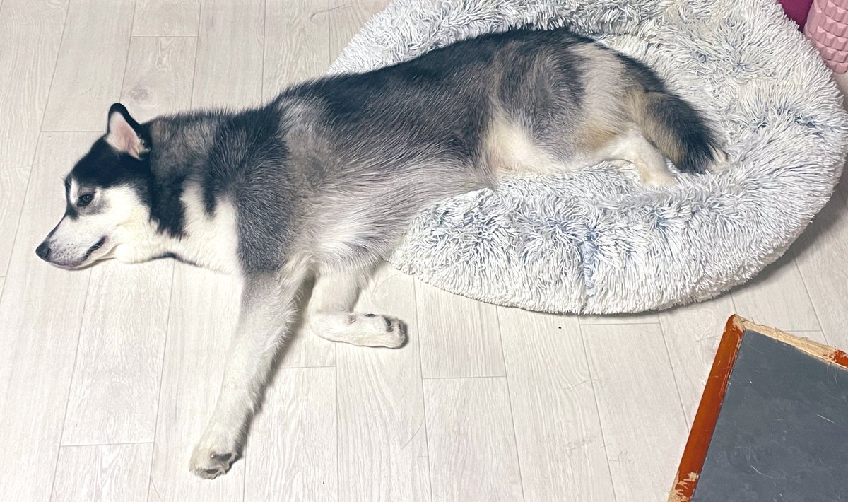 おとび💥シベリアンハスキー🐺(ｶｲﾇｼ:ﾅﾙｺ) (@husky_Oto) / Posts / X