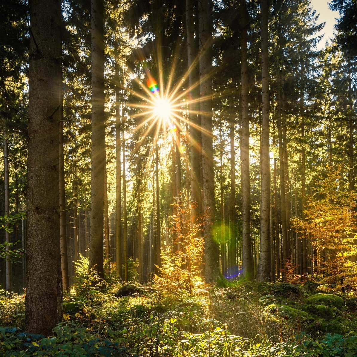 🔆🌞☀️🌿🍂🌳🍂✨💞