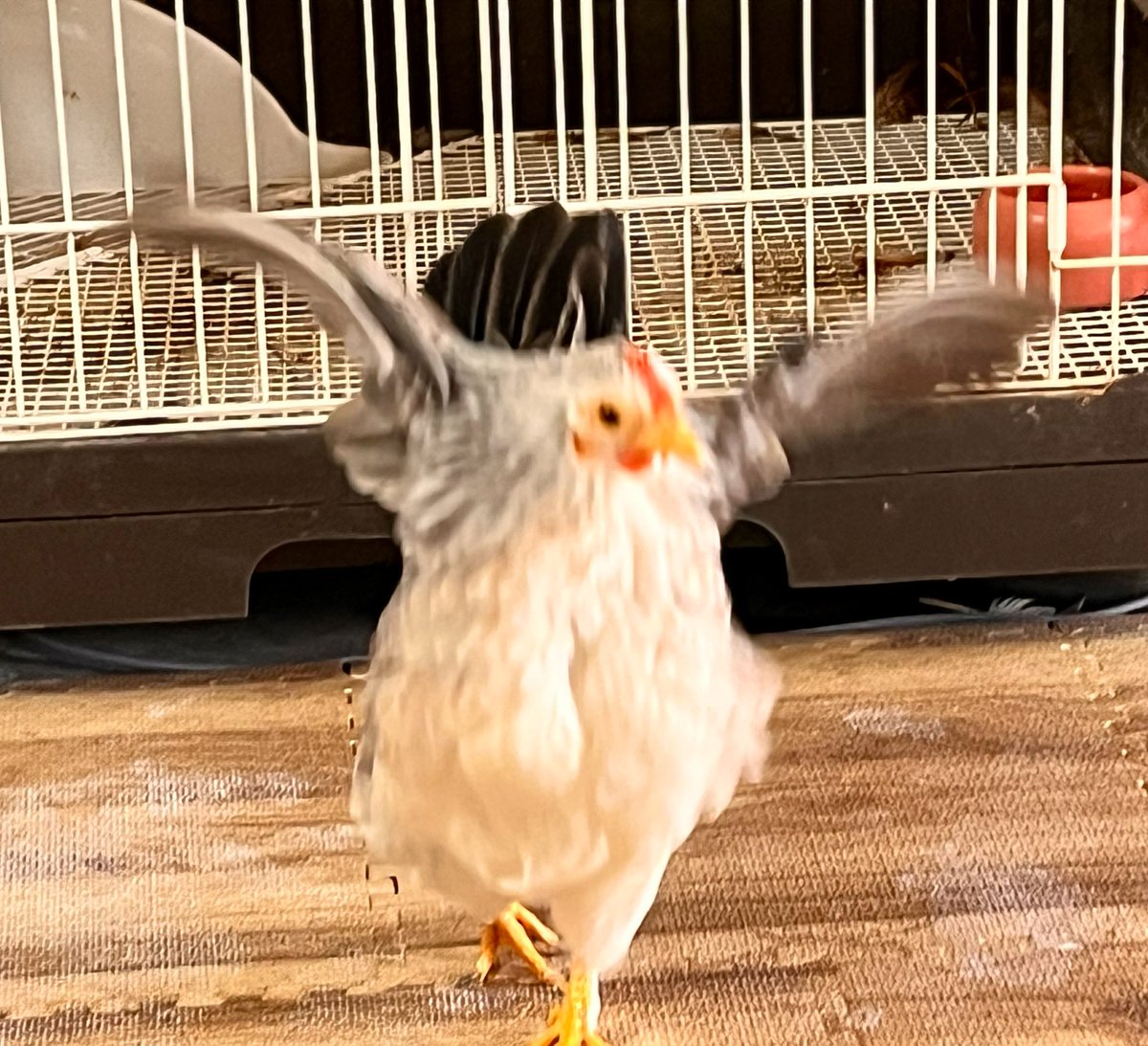 ウチのことちゃんはルンバに角に追い詰められて助けて！て泣き叫んだあと自分が飛べる事思い出してたわ🤣(つまり自力で難を逃れた🤭)