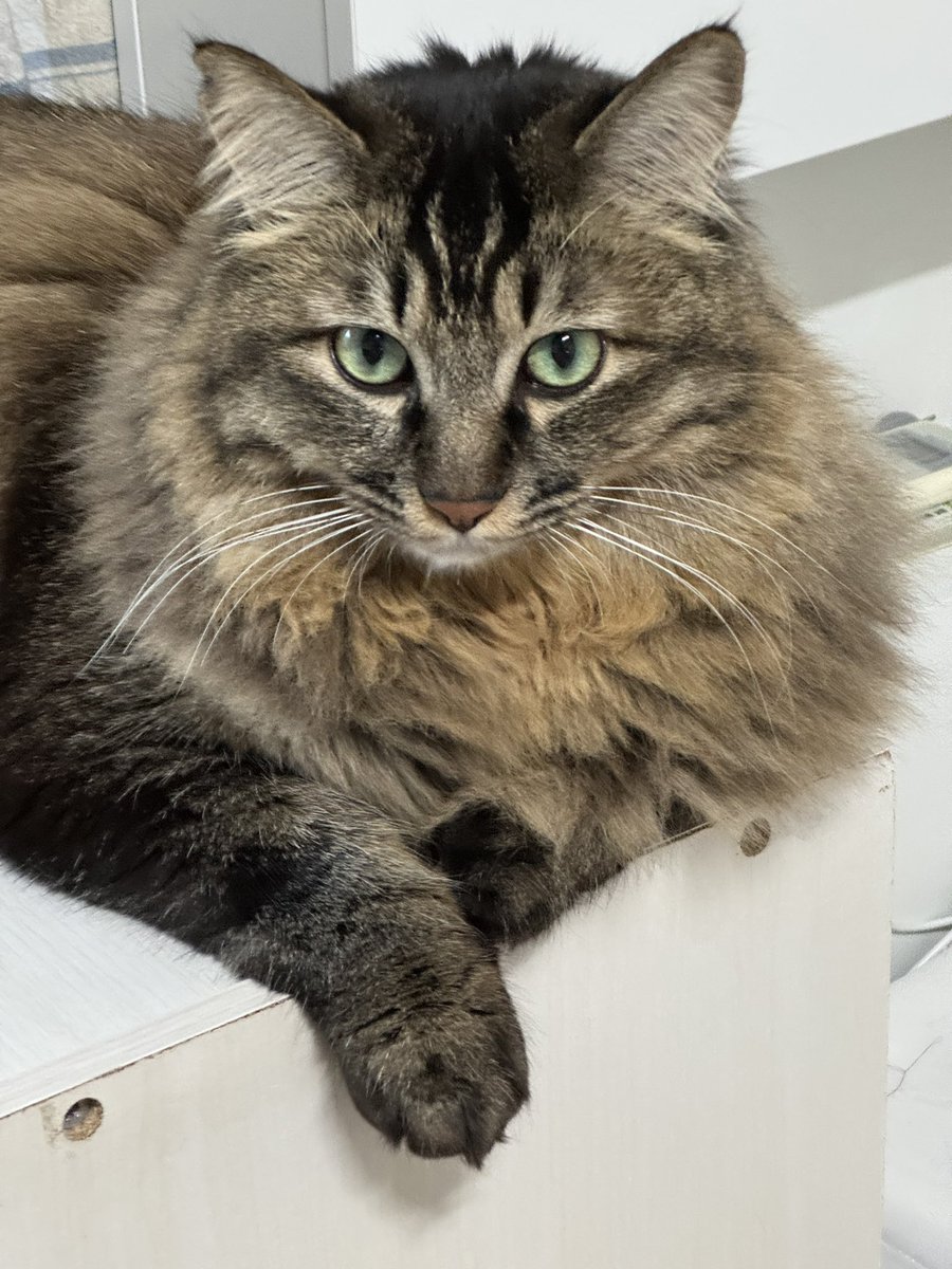 어제 진우님이랑 데이트하고 오
그리고 진우님은 본인같은 고양이 키움