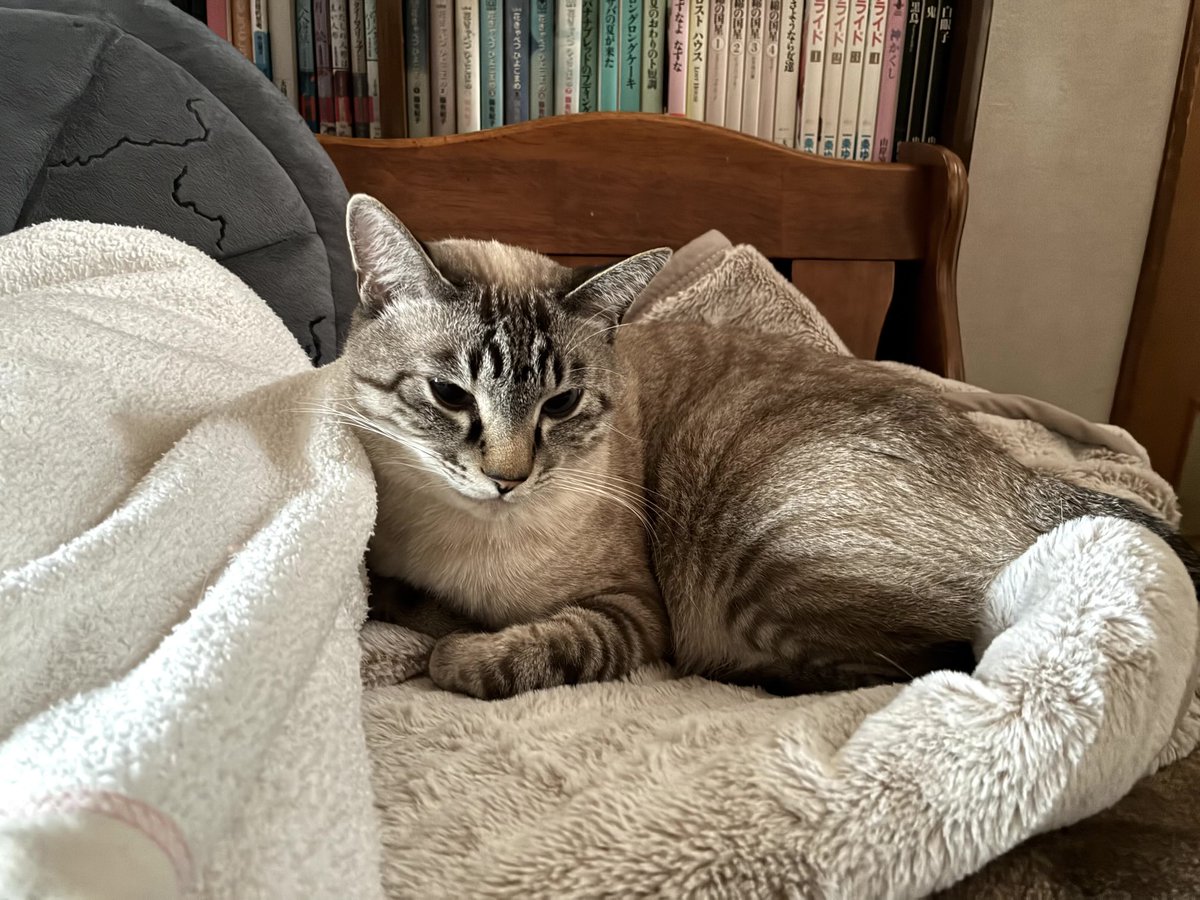 そら🐾 (@_sora0613_) / Posts / X