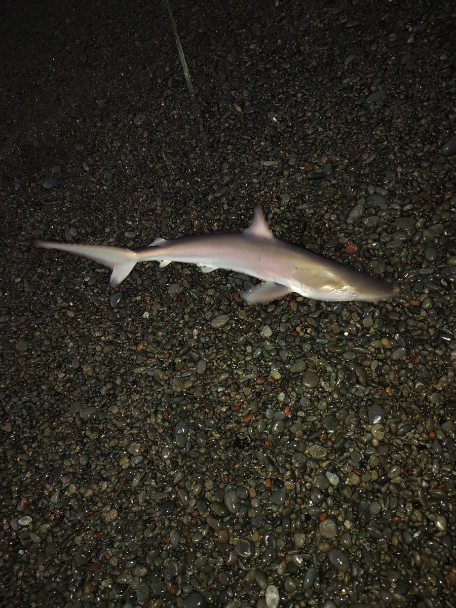 サメしか釣れない。　短時間釣行、２日で６匹。ほぼ同じサイズ　(・・;)