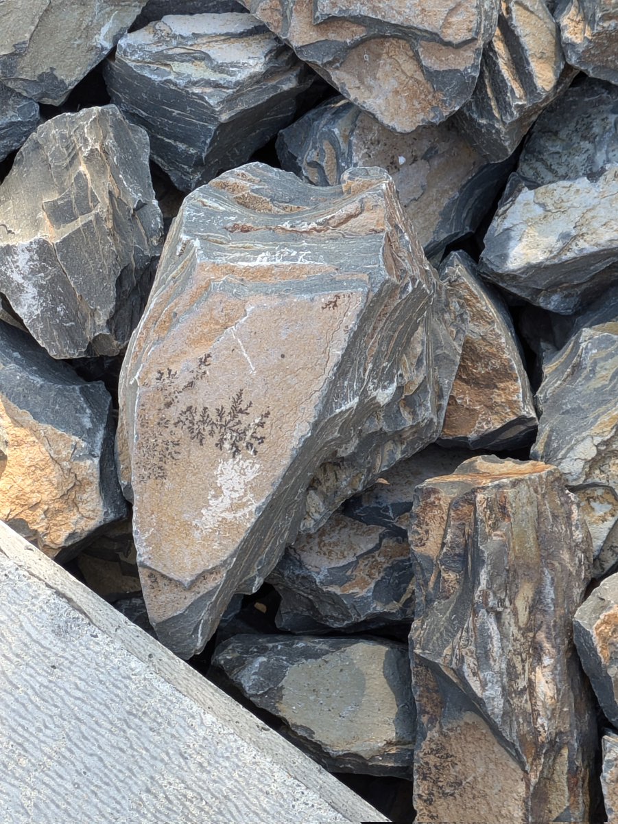 昔の植物が入った石 駅前に無造作に置かれている石。植物の模様が付いてるに見えますね