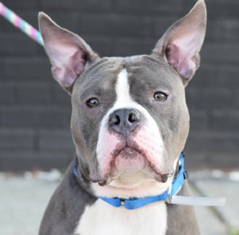 Morgan Fairchild's Dogs tweet media