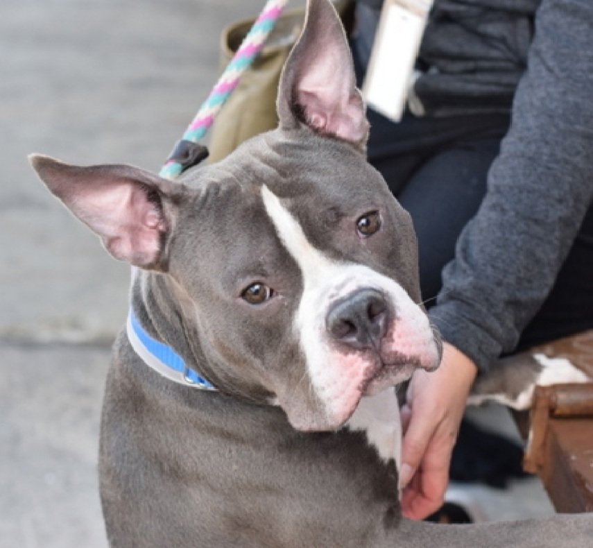 Morgan Fairchild's Dogs tweet media