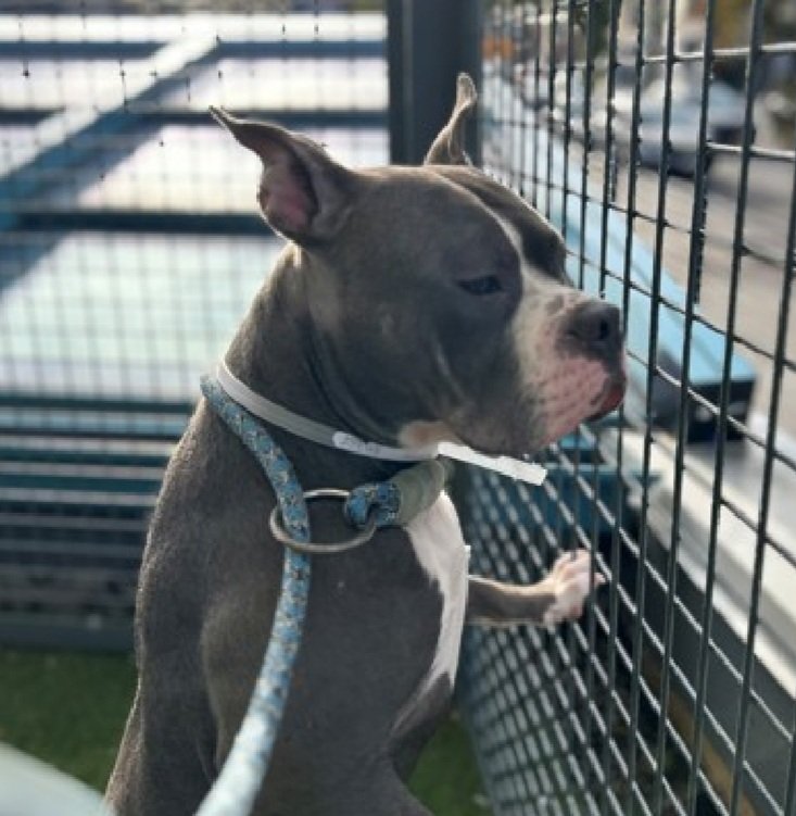 Morgan Fairchild's Dogs tweet media