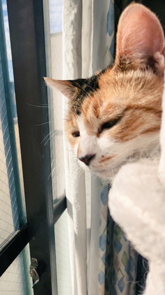 mogu_pero2's tweet image. ニャンモックで日向ぼっこ＆ニャルソック中🌞  #保護猫  #猫のいる暮らし