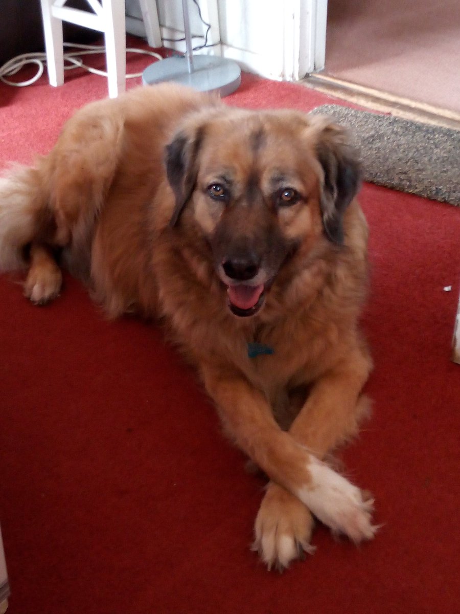 douglasbrown16's tweet image. Lord Lenworth T Dog, aka Spud (as he&apos;s a couch potato...) King of all he surveys.....