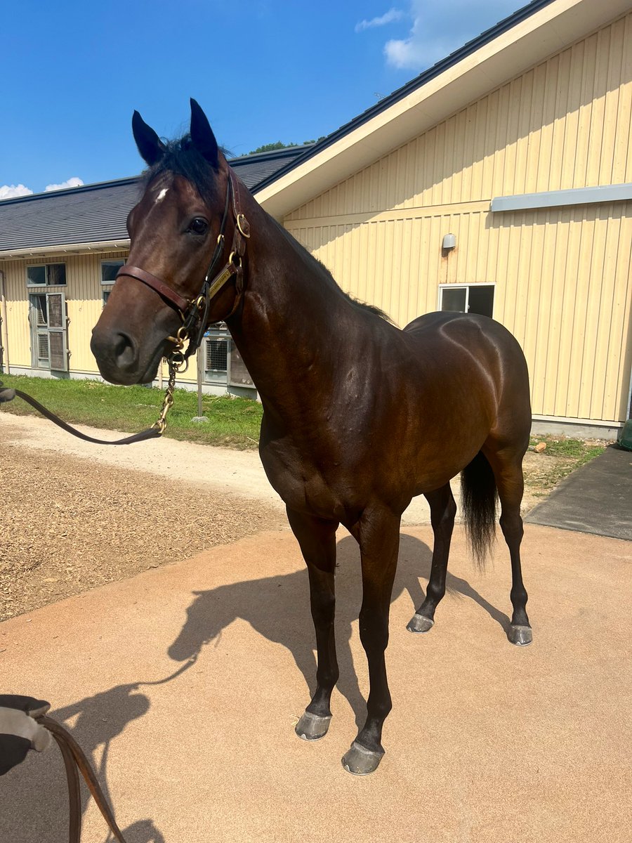 シンジ (@shinji0825) / Posts / X