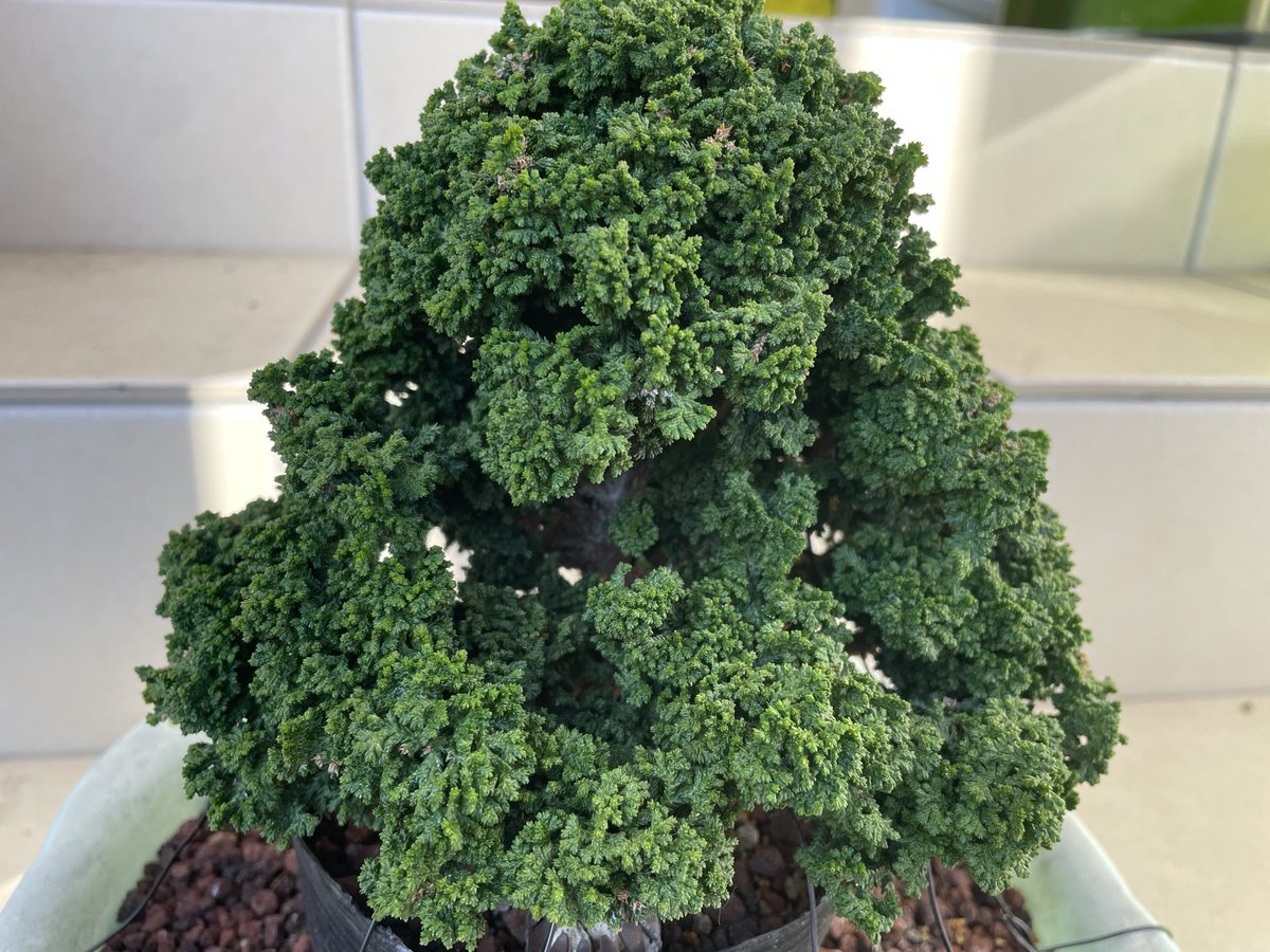 梵*丸様 石化檜 大きくなった石化檜。冬になって色が変わる前にパシャリ📷 A larger