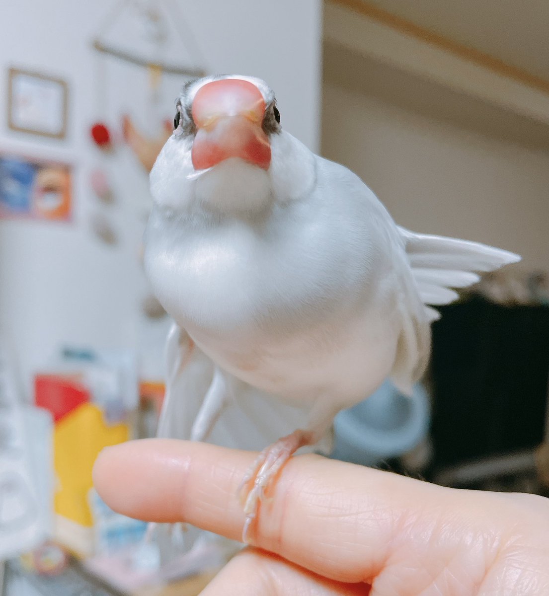 おはようございまス.サー🌸

今日も頑張っていきまっしょい🍀
#buncho