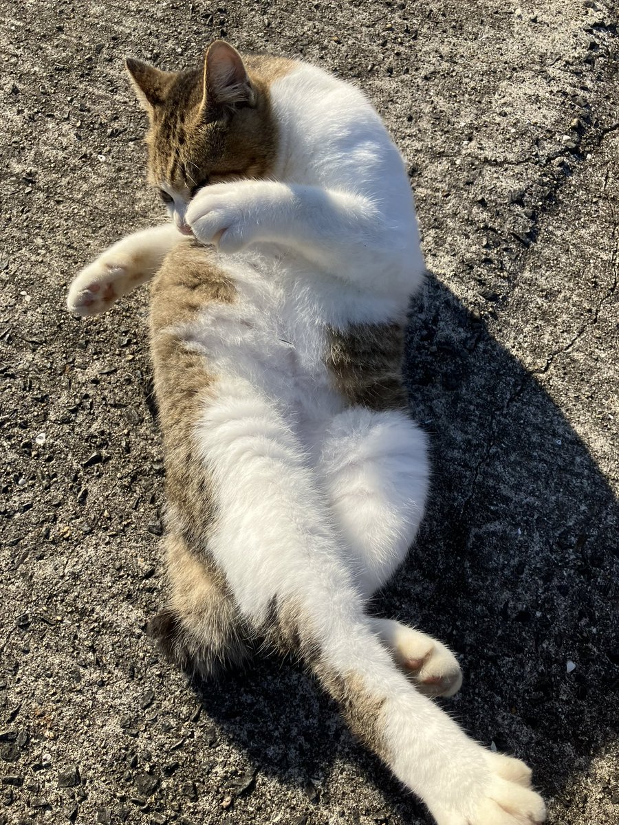 えびみ (@ciko8988) / Posts / X