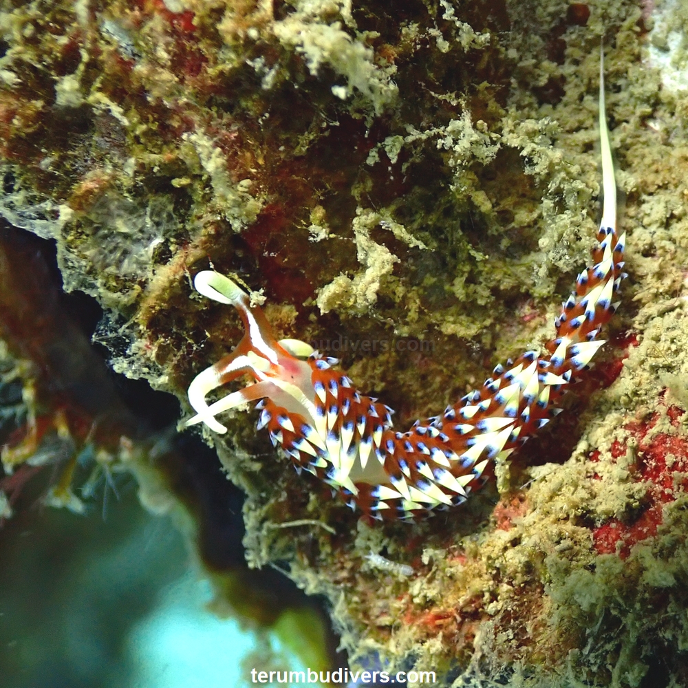 holocanthe's tweet photo. Nudibranch Caloria indica
#gili #giliislands #lombok #diving #scuba #trawangan #diveandstay #giliair #pets #ocean #sealife #marinelife #padi #seaslug #nudibranch https://t.co/l2gkXKaK2U