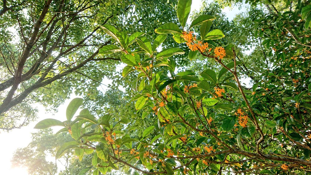 hiro_kero's tweet image. 今日16日(日)は『#sources 🎻🎹🎻 LIVE ～ 秋』

#ソーシズ の奏でる音楽で楽しむ秋🍁🍂
新曲「キンモクセイ」も聴けますよ(≧▽≦)

当日券あり(*^ー^)ノ

原宿　La Donna(ラドンナ)
START12:00

アーカイブつきのツイキャスプレミア生配信もあります♪

#加賀谷綾太郎 🎻
#日髙隼人 🎻
#野津永恒 🎹