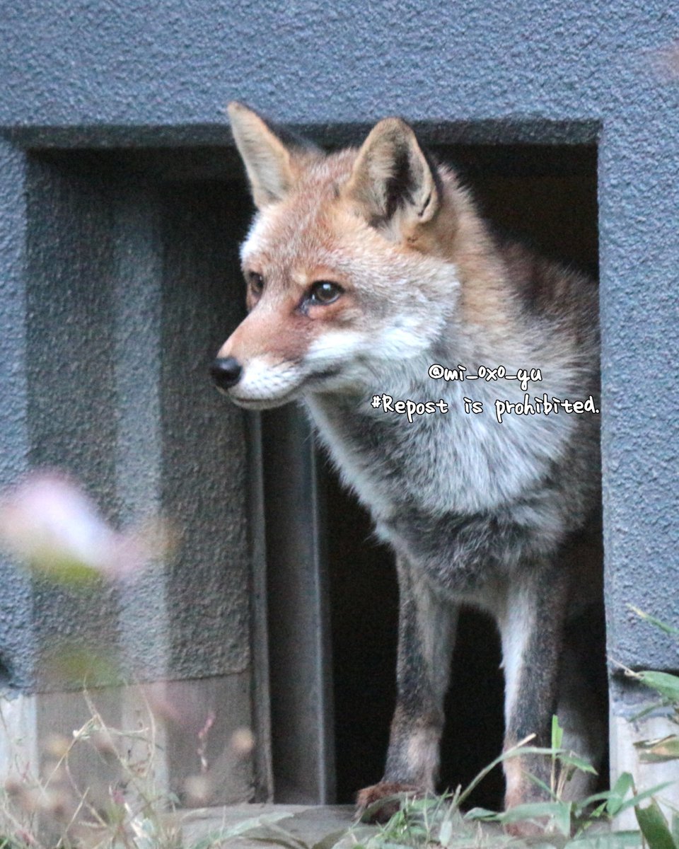 みゆ (@mi_0x0_yu) / Posts / X