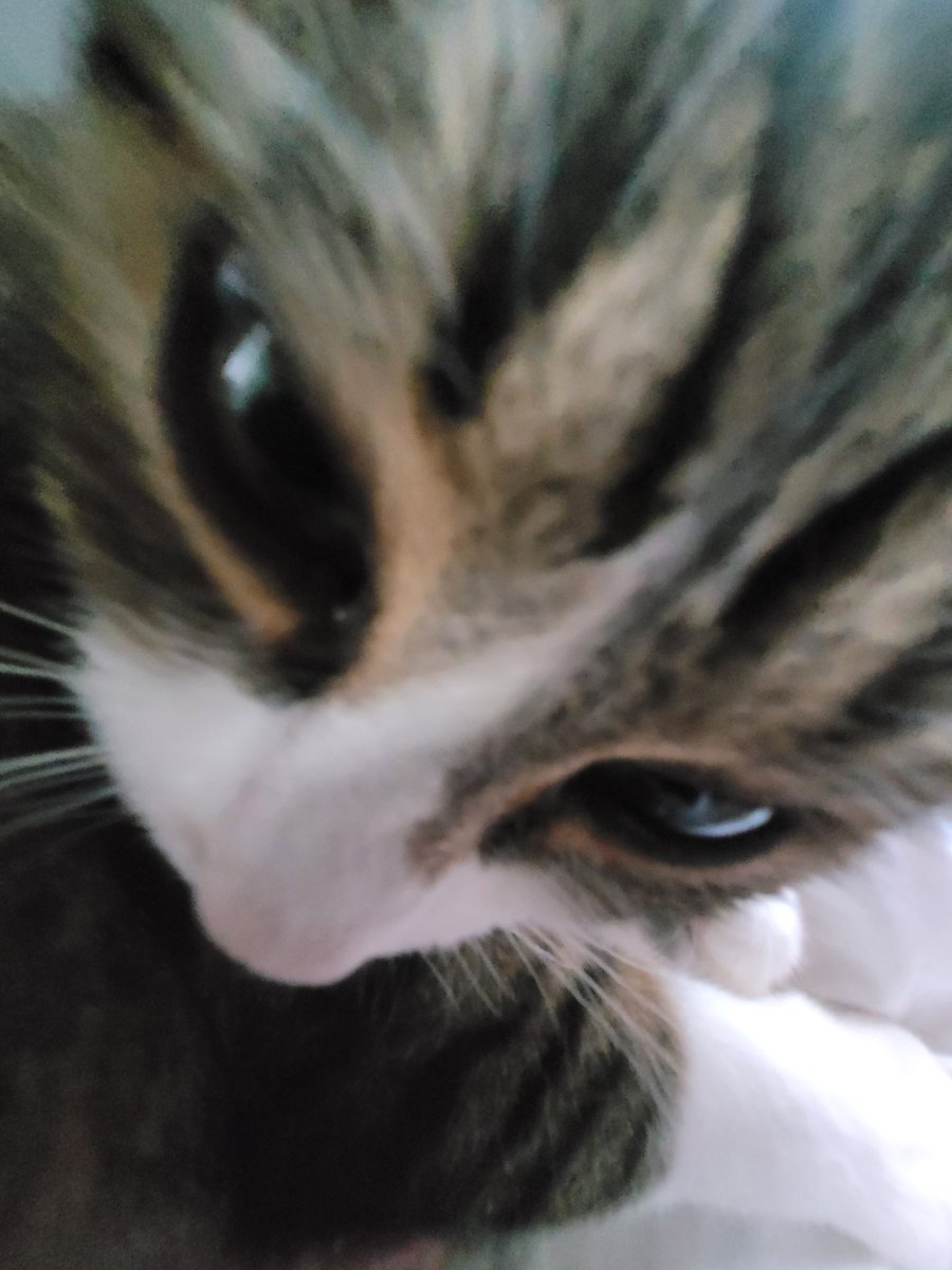 MB Shyylink 🧙‍♀️ |•| Romane ✨ tweet media