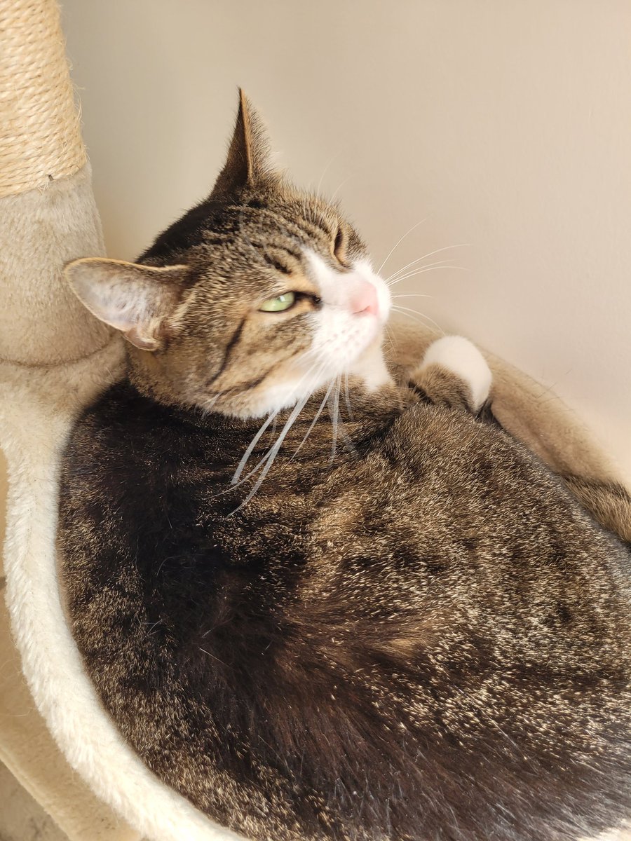 MB Shyylink 🧙‍♀️ |•| Romane ✨ tweet media