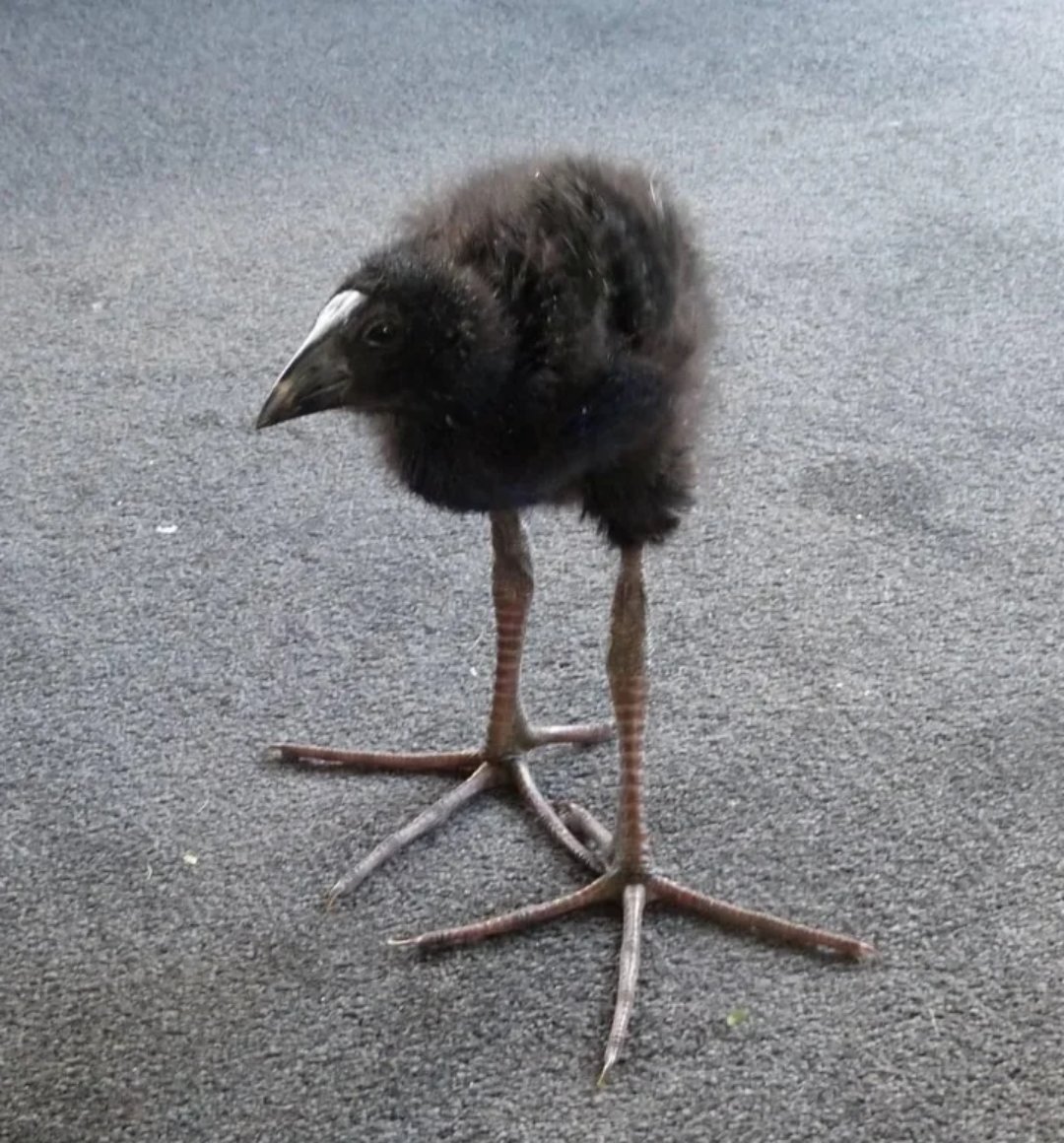 Toukotsu_19's tweet photo. @NewtonRalsen @TheYisusOne Our favourite pukeko u.u https://t.co/nWfic9yn48