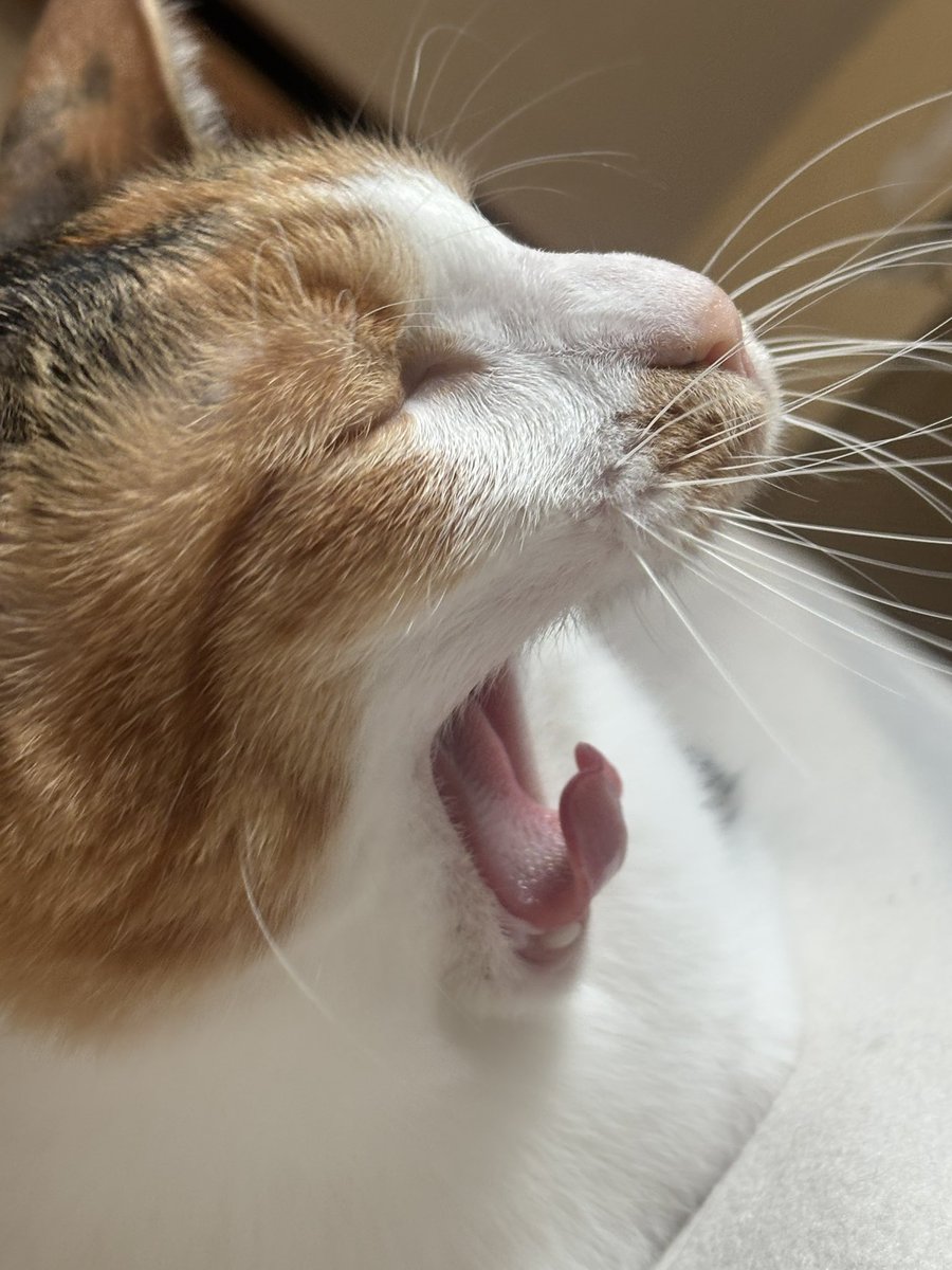 にゃーお かわいいうちのニャーオ(^^)達でも見てください 朝ですし