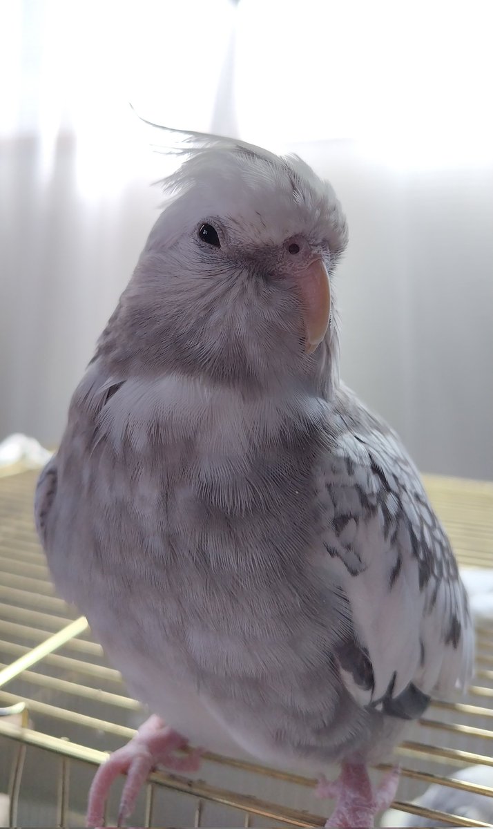 モカちゃんのかまってアピールが可愛い😍🐦️

#オカメインコ
#インコ
#小悪魔的表情
#ちょろい飼い主