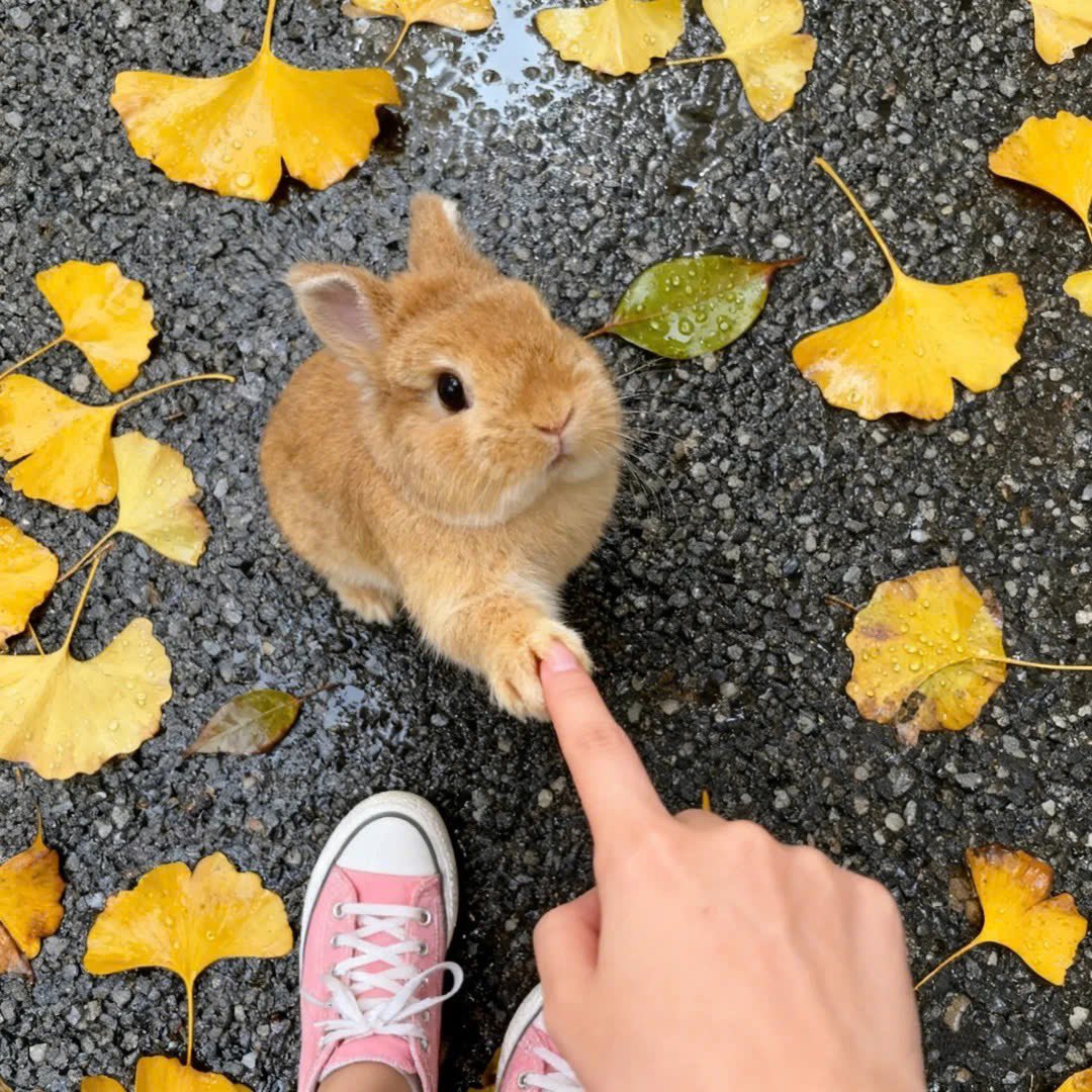 Why you should have a rabbit (@shouldhaverabit) on Twitter photo 