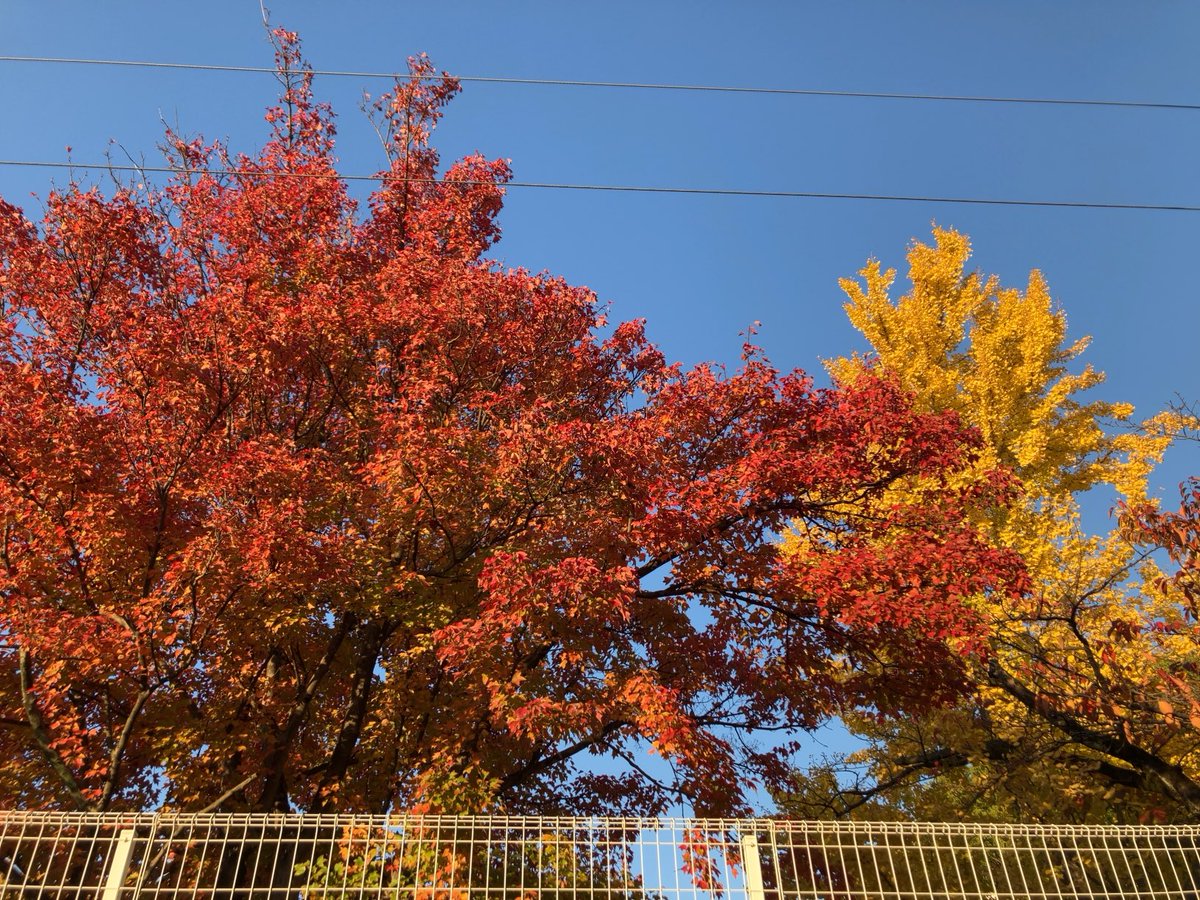 原木中山も紅葉の季節です