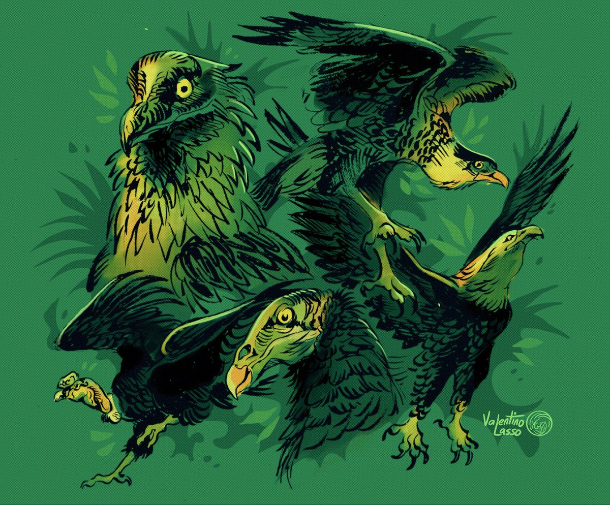 valentino_lasso's tweet image. Claws from the sky. ✨🌿
