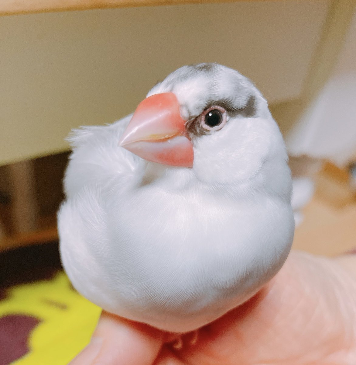 おまけ🎵

ｳﾌﾌ♡

#buncho