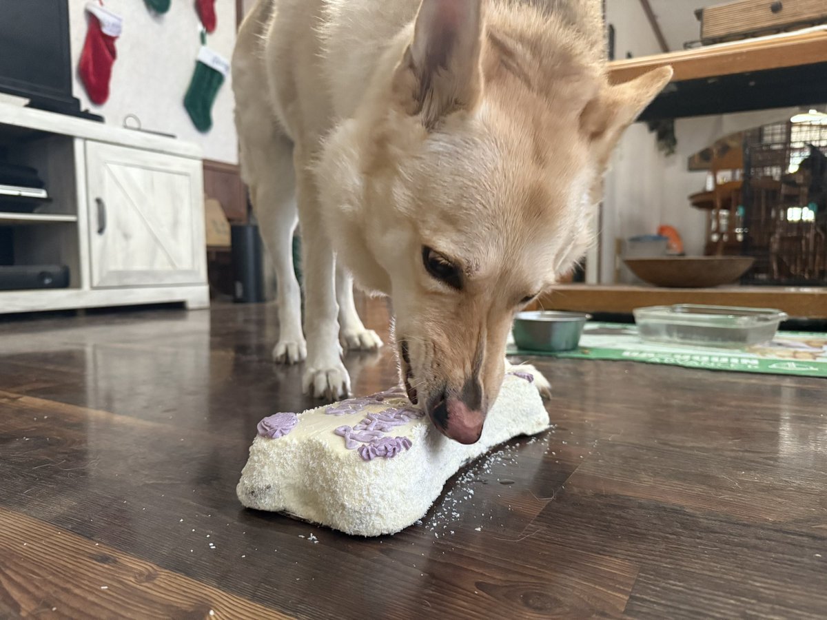 RHCP_Fan99's tweet image. Baby girl turned 5 Thursday ! I am so in love with her. ❤️❤️❤️