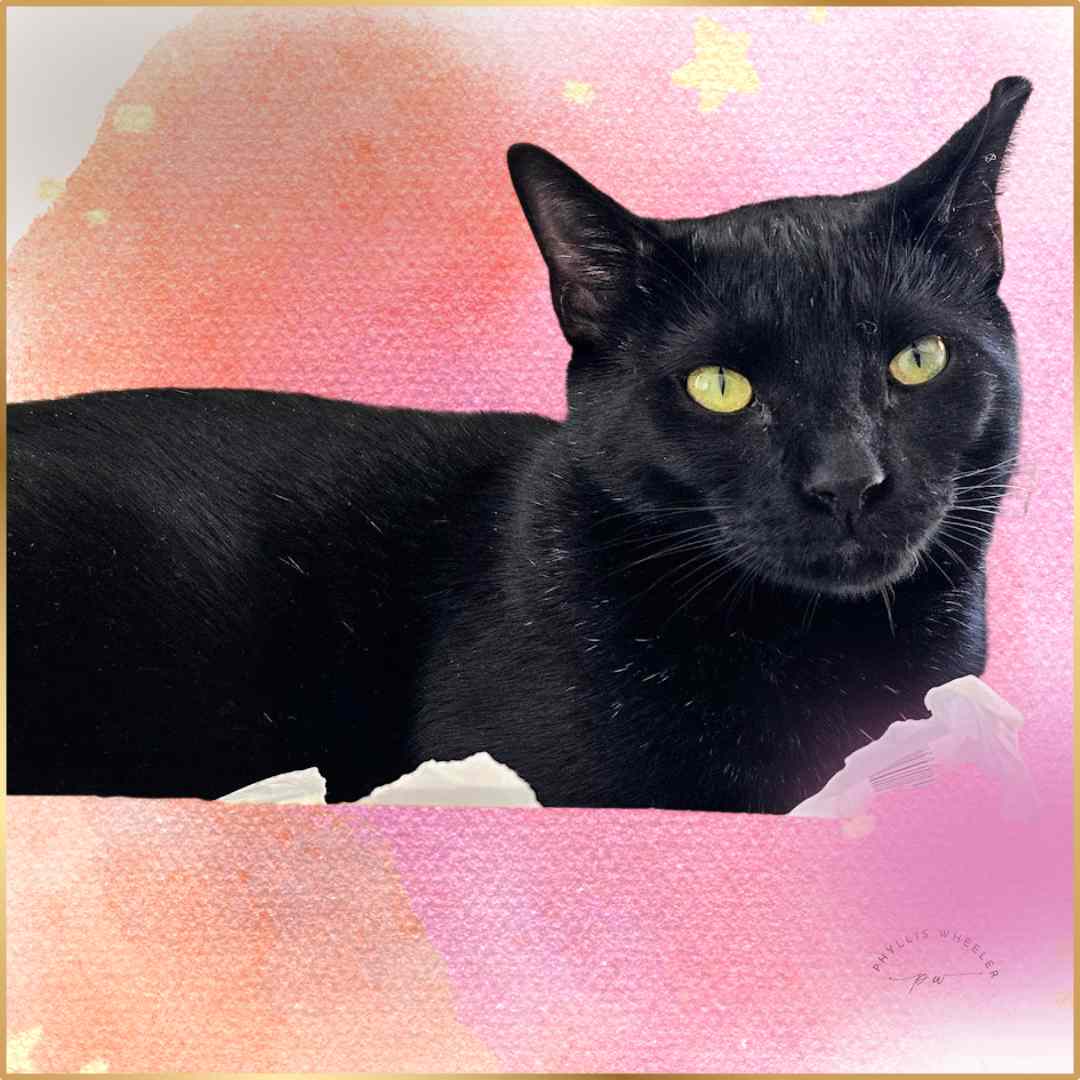 joyful_progress's tweet image. Happy Caturday and weekend!

Max loves hanging out in boxes and invaded our recycling bin for a nap.

I removed the background as best I could and added this neat new one and voila. From trash to treasure, as the saying goes.

#Caturday #rescuecat #Photobyme