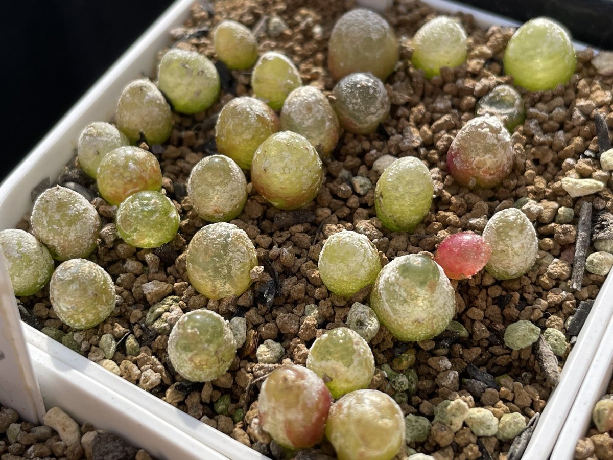 conocono (@Hiro_SUDO) / Posts / X