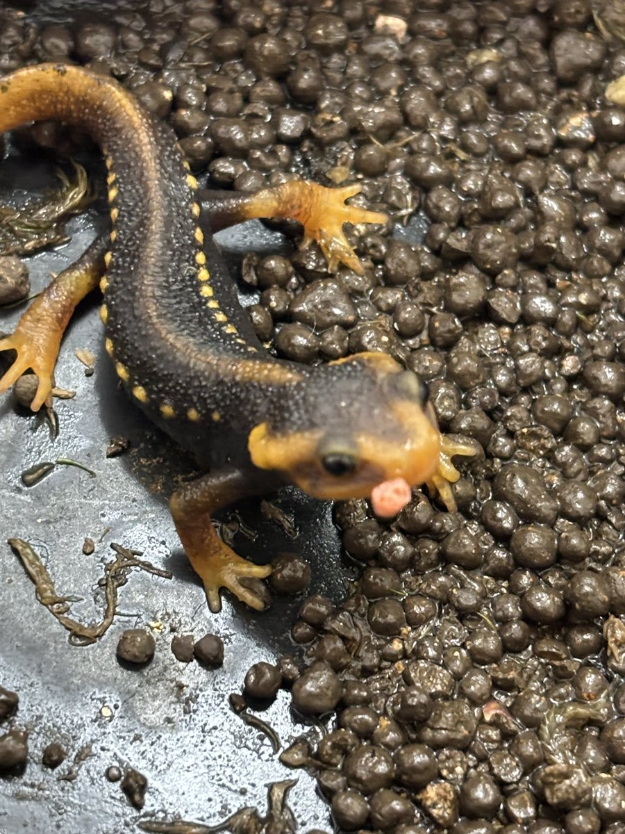 zariganihonpo's tweet image. WAF群馬‼️
無事に設営完了しました。

10時スタートかと思ったら11時スタートだったので時間を持て余してます🤣

キッチンカーの場所が変わったようで昼食難民になりそうです😅

#WAF  #簡易イモリウム　#イモリ