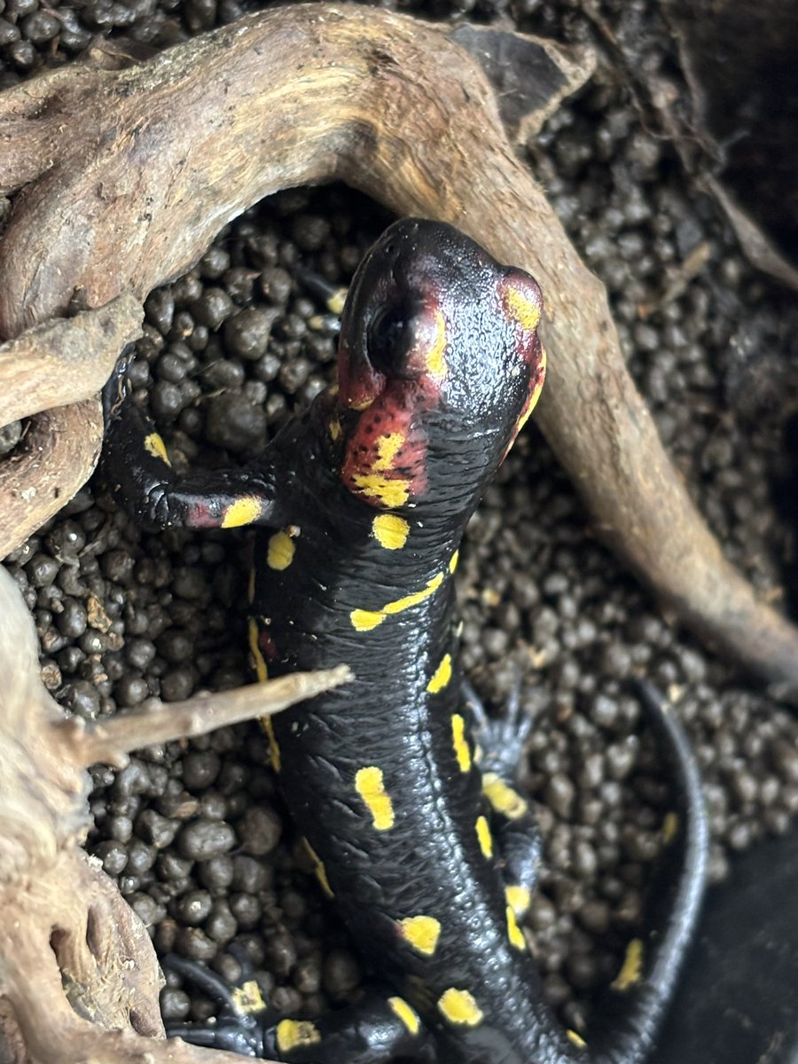 zariganihonpo's tweet image. WAF群馬‼️
無事に設営完了しました。

10時スタートかと思ったら11時スタートだったので時間を持て余してます🤣

キッチンカーの場所が変わったようで昼食難民になりそうです😅

#WAF  #簡易イモリウム　#イモリ