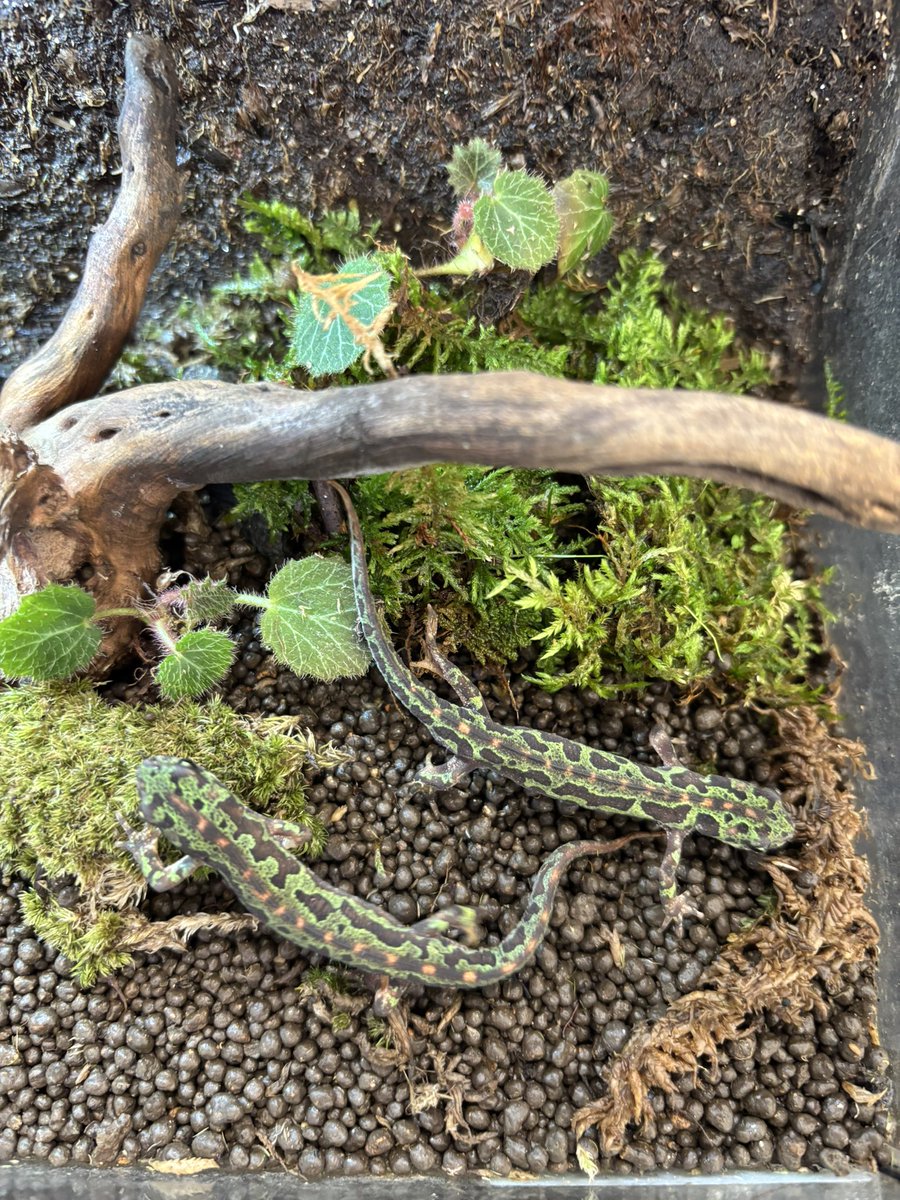 zariganihonpo's tweet image. WAF群馬‼️
無事に設営完了しました。

10時スタートかと思ったら11時スタートだったので時間を持て余してます🤣

キッチンカーの場所が変わったようで昼食難民になりそうです😅

#WAF  #簡易イモリウム　#イモリ