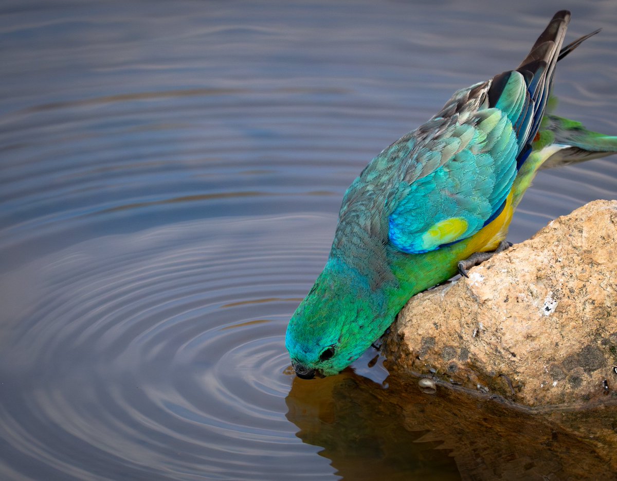 A red-rumped parrot drops by for a drink - the Arboretum