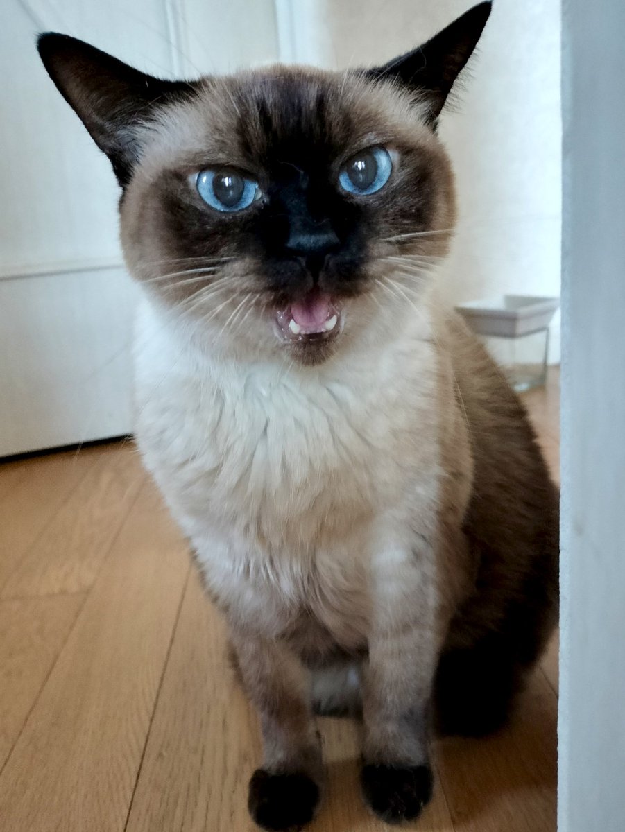 neko_monten's tweet image. おはテン
行きません(^^)

どっか行こー(Φ天Φ)