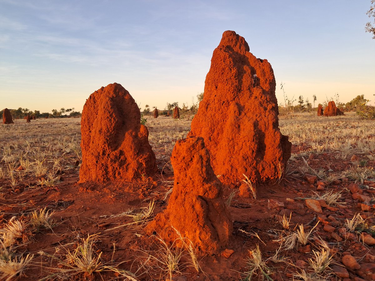 📍 Outback Queensland 

Check out these magnificent termite mounds 😍

#nofilter #Australia #Travel