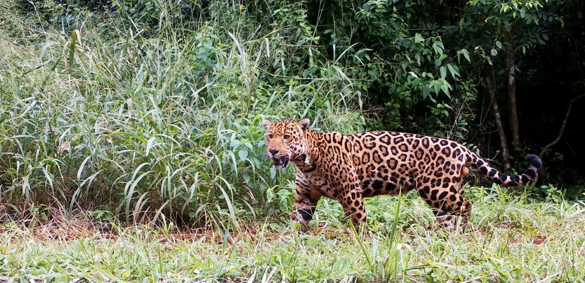 Generamos información precisa, metodológicamente sólida y con propuestas de mejora y optimización de esta área semi protegida nacional de alta importancia para el yaguareté en la provincia de Misiones. Siempre de acceso libre y gratuito y en castellano, nuestra lengua oficial.